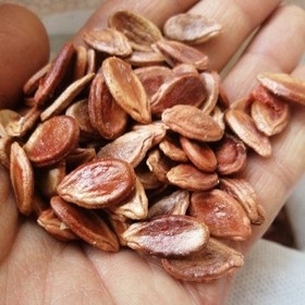 خرید تخم هندوانه